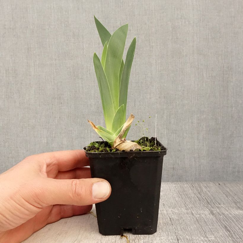 Amostra de Iris germanica Modern Woman Vaso de 8/9 cm tal como entregue na primavera