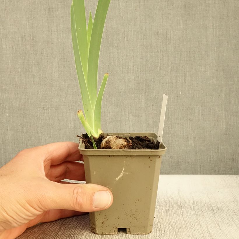Amostra de Iris germanica Morning Mail - Iris des Jardins Godet de 8/9 cm tal como entregue no outono