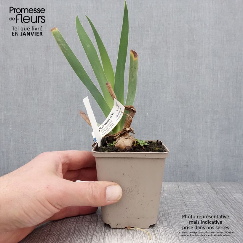 Amostra de Iris germanica Morning Mail - Iris des Jardins Godet de 8/9 cm tal como entregue no inverno