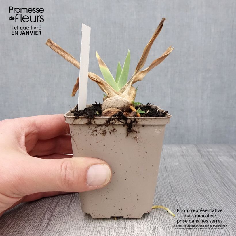 Amostra de Iris germanica Naples - Iris des Jardins  Godet de 8/9 cm tal como entregue no inverno