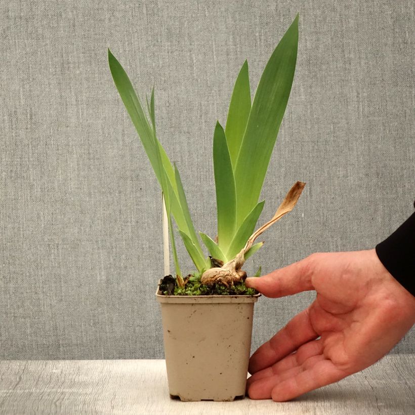 Amostra de Iris germanica Naples Vaso de 8/9 cm tal como entregue na primavera