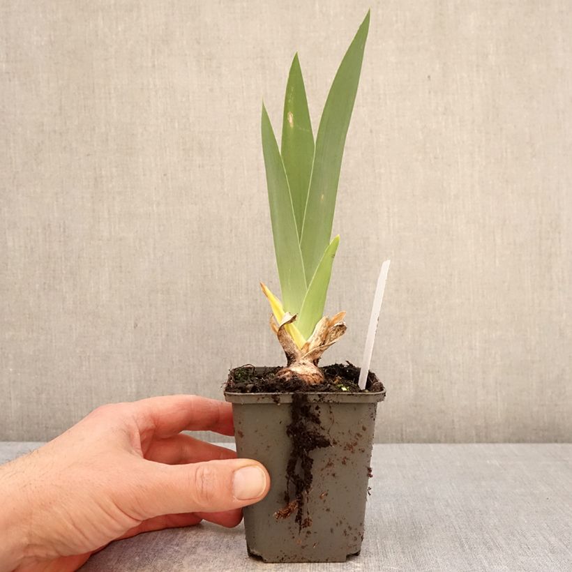 Amostra de Iris germanica Natchez Trace Vaso de 8/9 cm tal como entregue na primavera