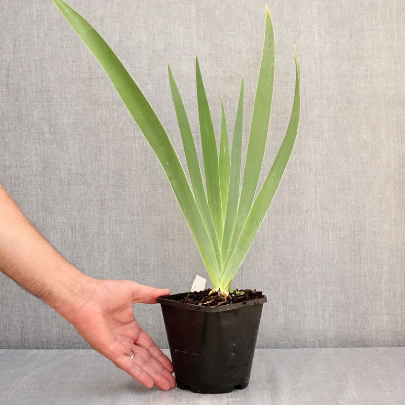 Amostra de Iris germanica Natchez Trace Vaso de 1,5 L/2 L tal como entregue no verão