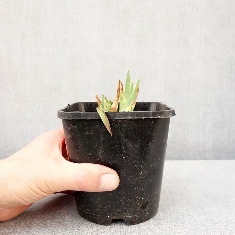 Amostra de Iris germanica Natchez Trace Vaso de 1,5 L/2 L tal como entregue no inverno