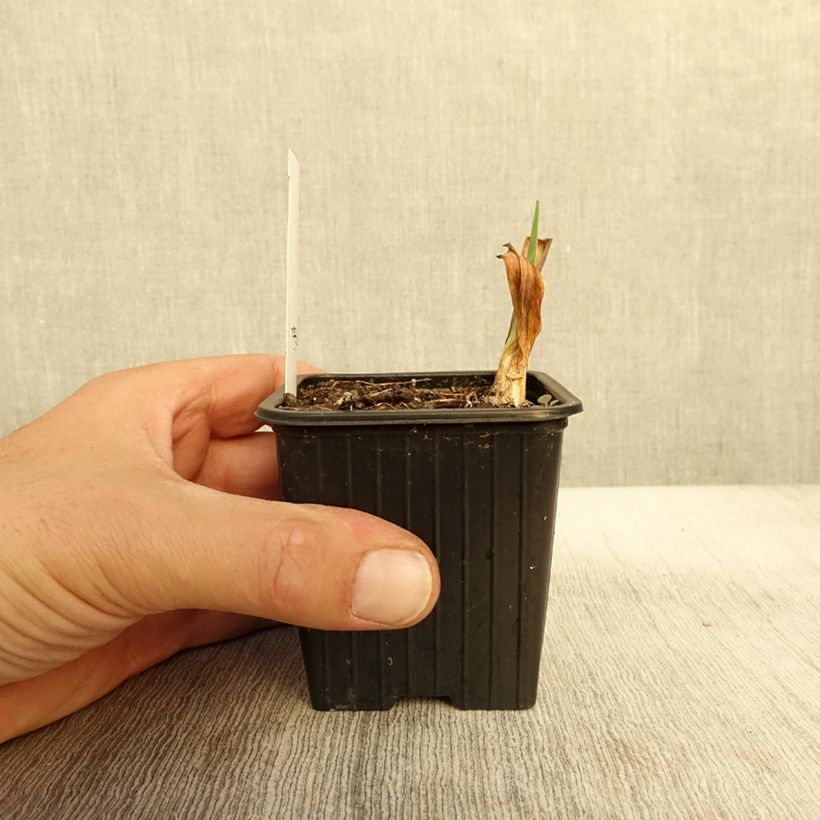 Amostra de Iris germanica Night Edition Godet de 8/9 cm tal como entregue no outono