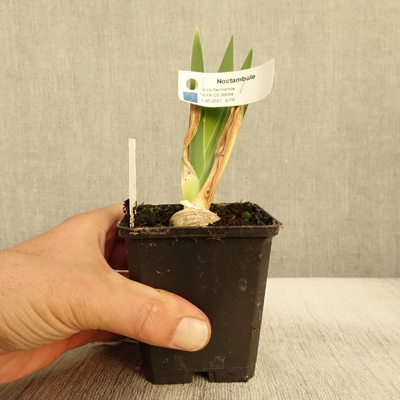 Amostra de Iris germanica Noctambule - Iris des Jardins Godet de 8/9 cm tal como entregue no outono