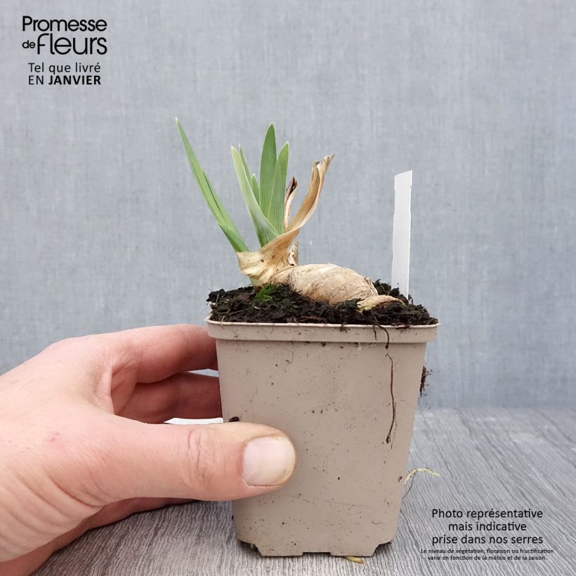 Amostra de Iris germanica Noctambule Vaso de 8/9 cm tal como entregue no inverno