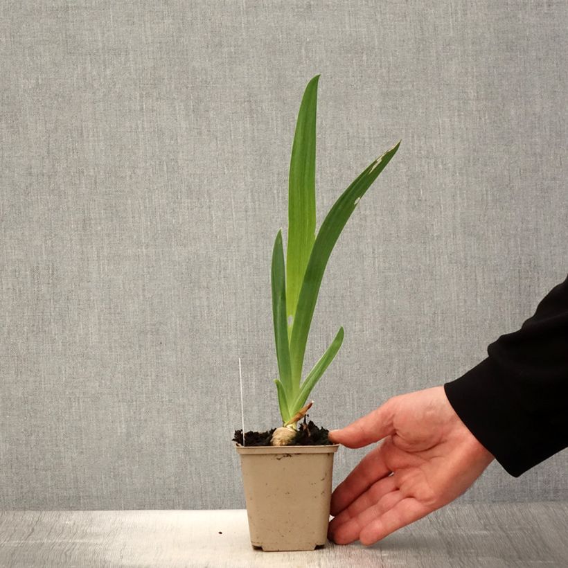 Amostra de Iris germanica Noctambule Vaso de 8/9 cm tal como entregue na primavera