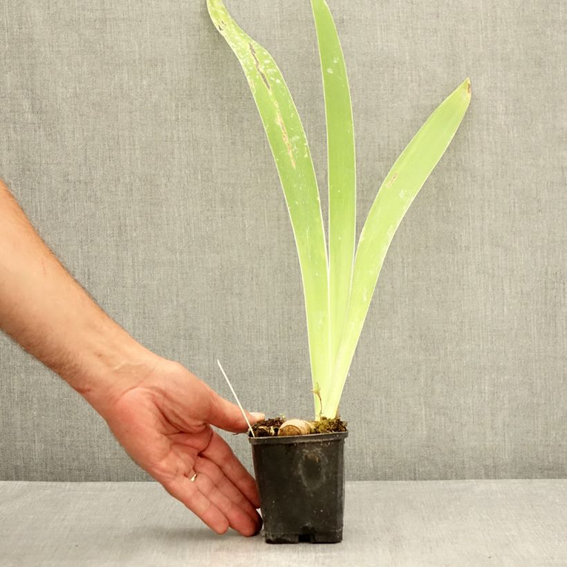 Amostra de Iris germanica Oh! Susannah Vaso de 8/9 cm tal como entregue no verão