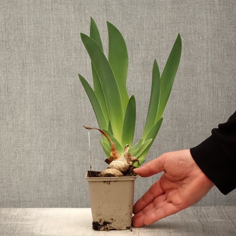 Amostra de Iris germanica Oh! Susannah Vaso de 8/9 cm tal como entregue na primavera