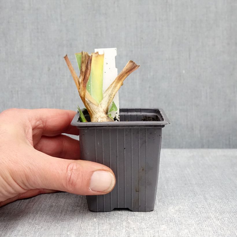 Amostra de Iris germanica Ola Kala Vaso de 8/9 cm tal como entregue no outono