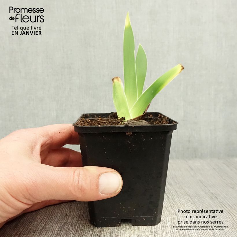 Amostra de Iris germanica On En Rêve - Iris des Jardins Rhizome, Calibre 10/15, qualité extra tal como entregue no inverno