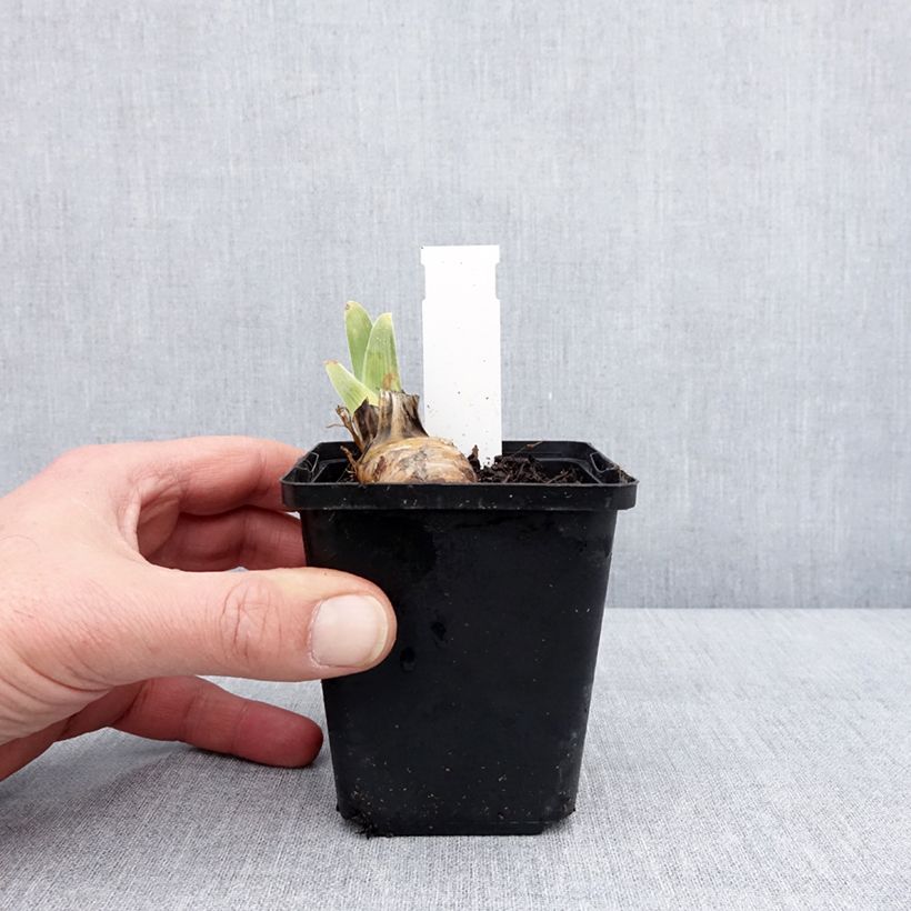 Amostra de Iris germanica On The Move - Iris des Jardins Vaso de 8/9 cm tal como entregue no inverno