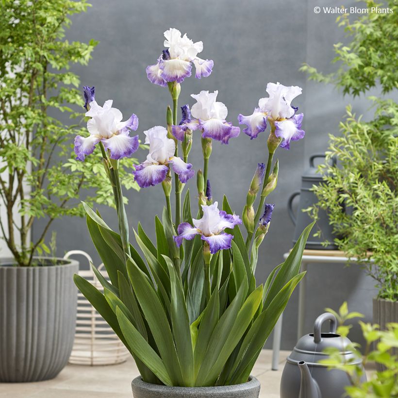 Iris germanica Pastel Printanier (Hábito)