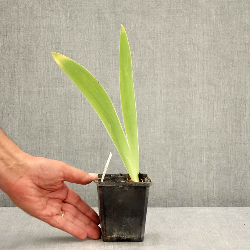 Amostra de Iris germanica Pastel Printanier Vaso de 8/9 cm tal como entregue no verão