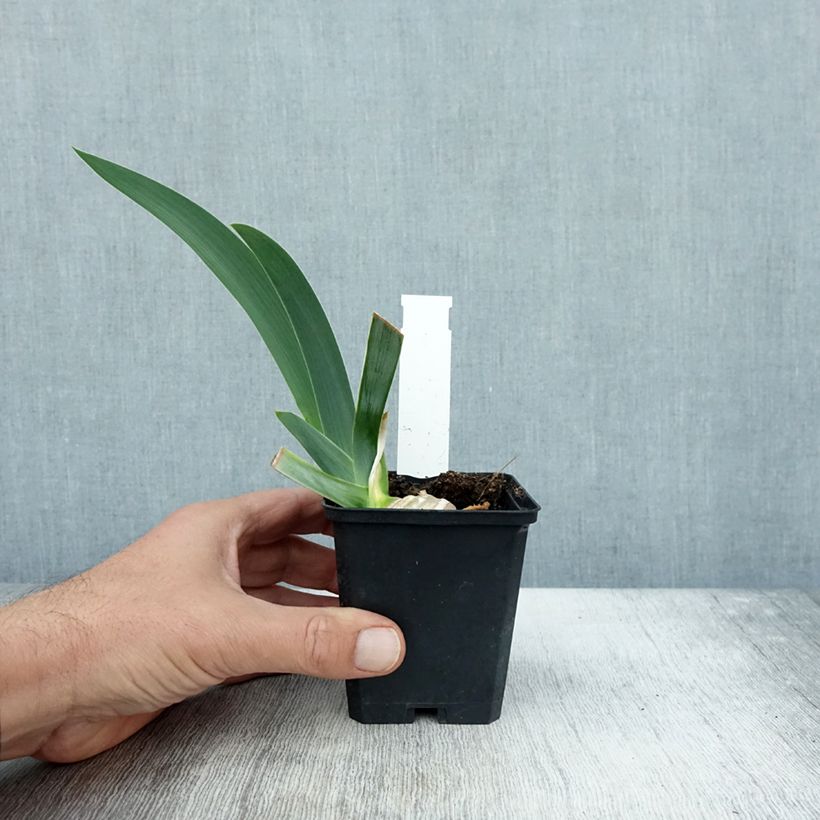 Amostra de Iris germanica Pastel Printanier Vaso de 8/9 cm tal como entregue no outono