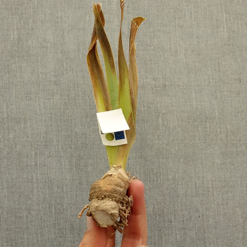 Amostra de Iris germanica Pastell Ballett - Íris alemã Lilliput Rizoma tal como entregue no inverno