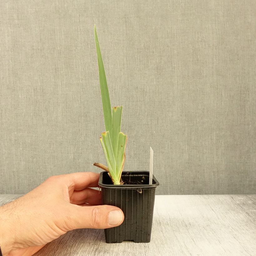 Amostra de Iris germanica Peach Frost Vaso de 8/9 cm tal como entregue no outono
