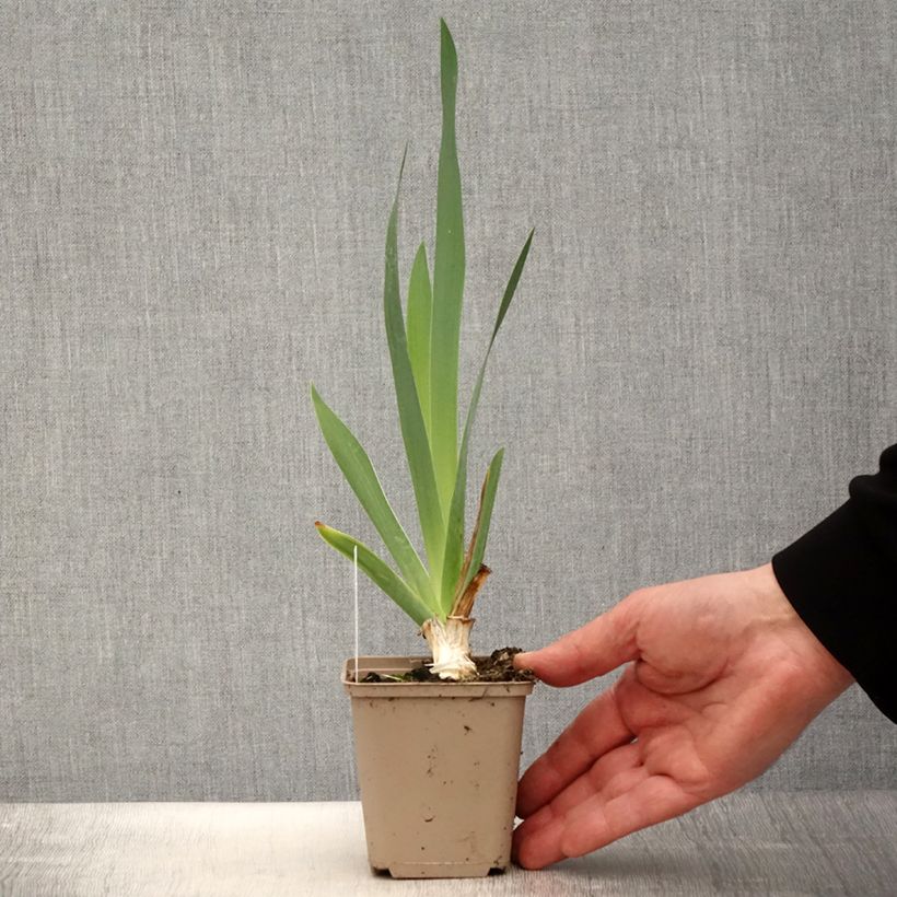 Amostra de Iris germanica Pinnacle' Vaso de 8/9 cm tal como entregue na primavera