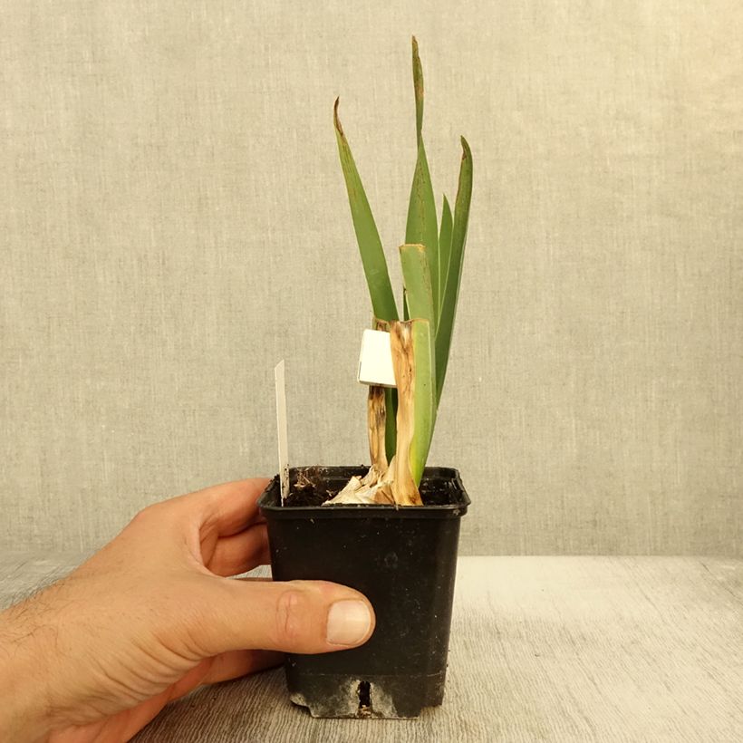 Amostra de Iris germanica Plaisantin - Iris des Jardins Godet de 8/9 cm tal como entregue no outono