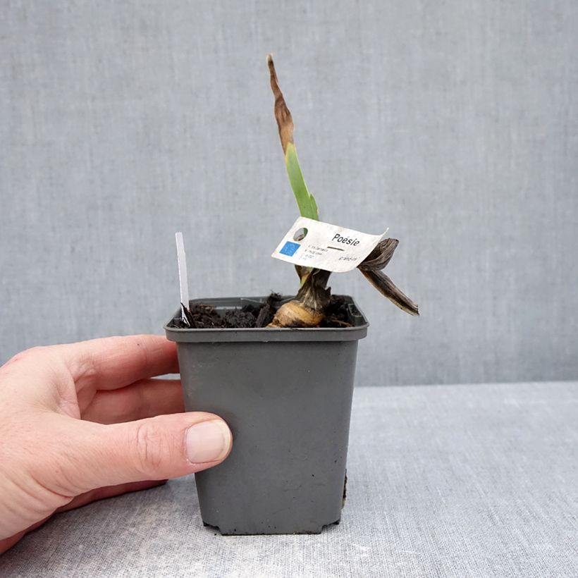 Amostra de Iris germanica Poésie Vaso de 8/9 cm tal como entregue no inverno