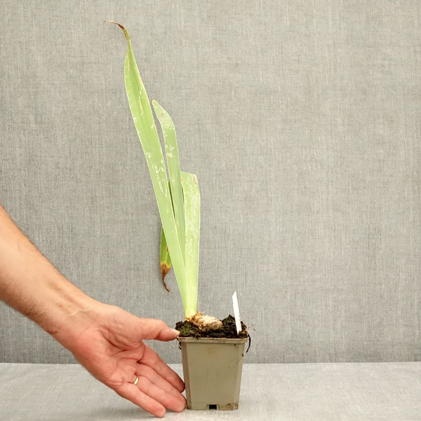 Amostra de Iris germanica Profond Soupir Vaso de 8/9 cm tal como entregue no verão