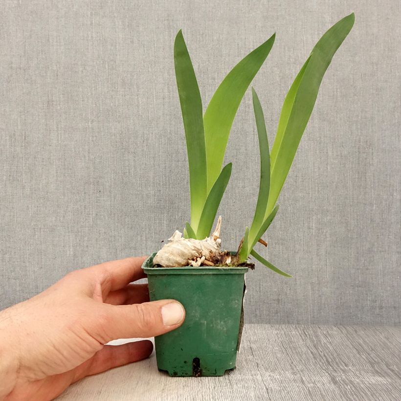 Amostra de Iris germanica Profond Soupir Vaso de 8/9 cm tal como entregue na primavera