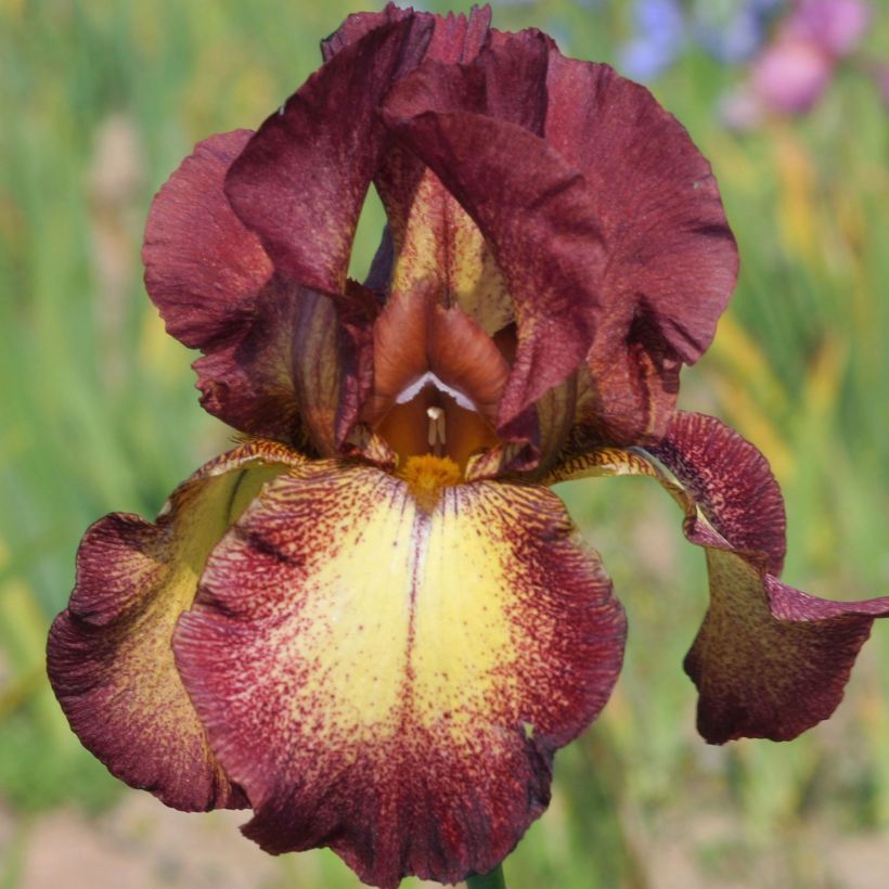 Iris germanica Provençal (Floração)