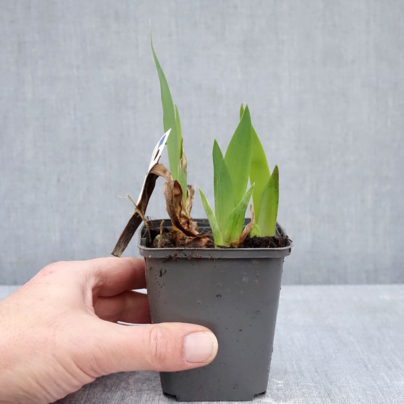 Amostra de Iris germanica Provençal Vaso de 8/9 cm tal como entregue no inverno