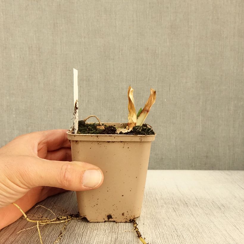 Amostra de Iris germanica Provençal Vaso de 8/9 cm tal como entregue no outono