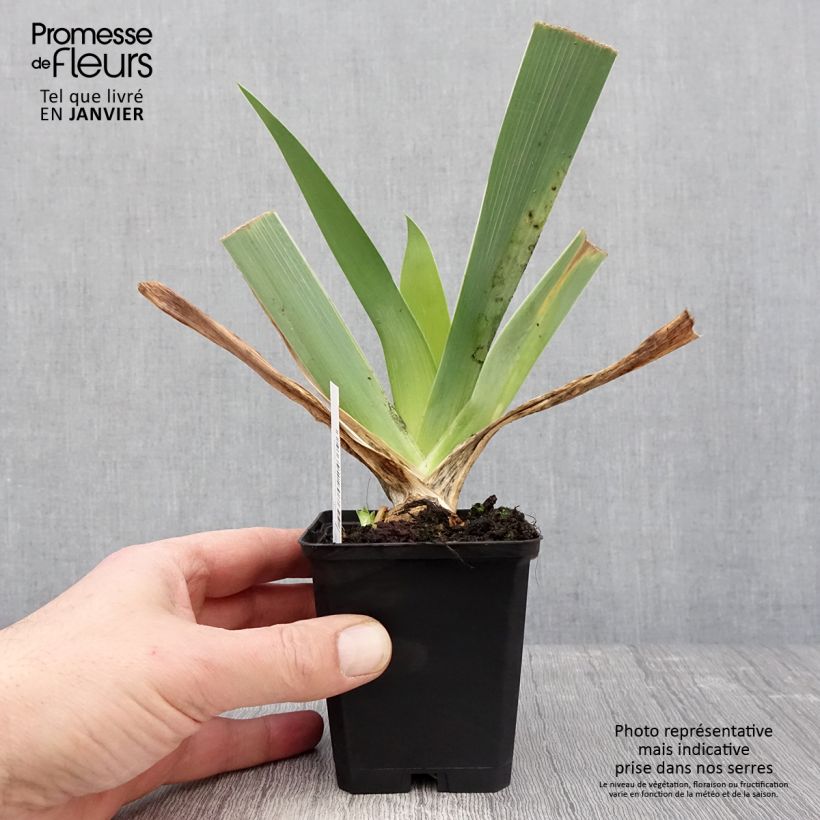 Amostra de Iris germanica Qualified Vaso de 8/9 cm tal como entregue no inverno