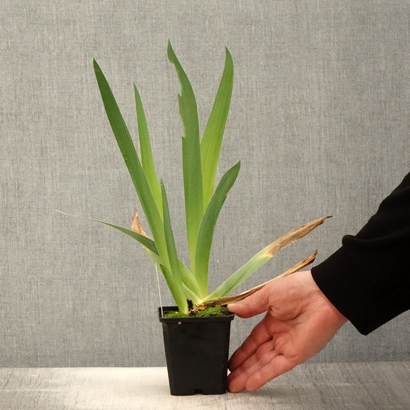 Amostra de Iris germanica Qualified Vaso de 8/9 cm tal como entregue na primavera
