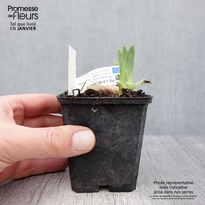 Amostra de Iris germanica Ré la Blanche - Iris des Jardins Vaso de 8/9 cm tal como entregue no inverno