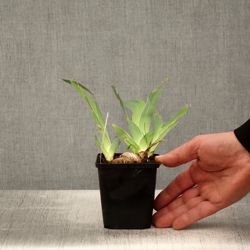 Amostra de Iris germanica Ré la Blanche Vaso de 8/9 cm tal como entregue na primavera