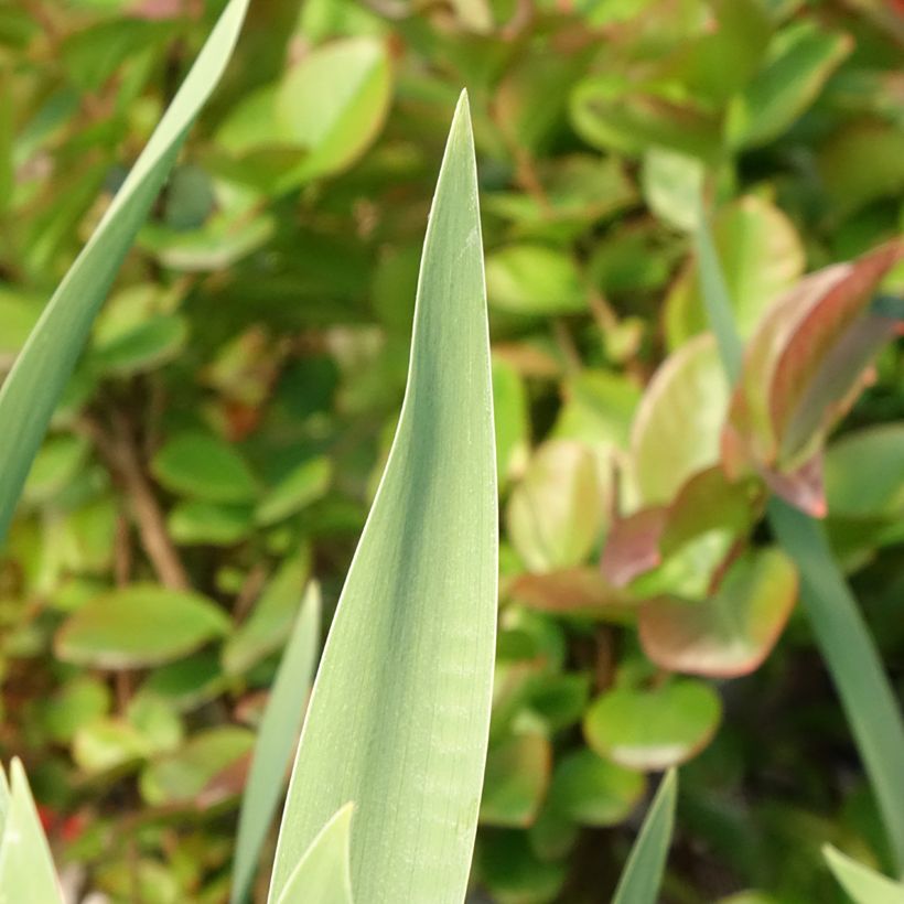 Iris germanica Red Orchid (Folhagem)
