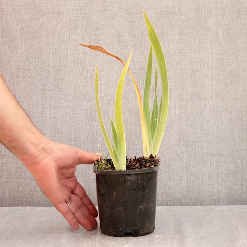 Amostra de Iris germanica Red Orchid Vaso de 1,5 L/2 L tal como entregue no verão