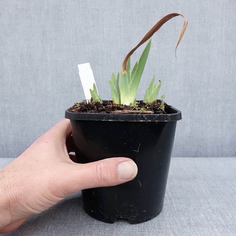 Amostra de Iris germanica Red Orchid - Iris des Jardins Vaso de 1,5 L/2 L tal como entregue no inverno