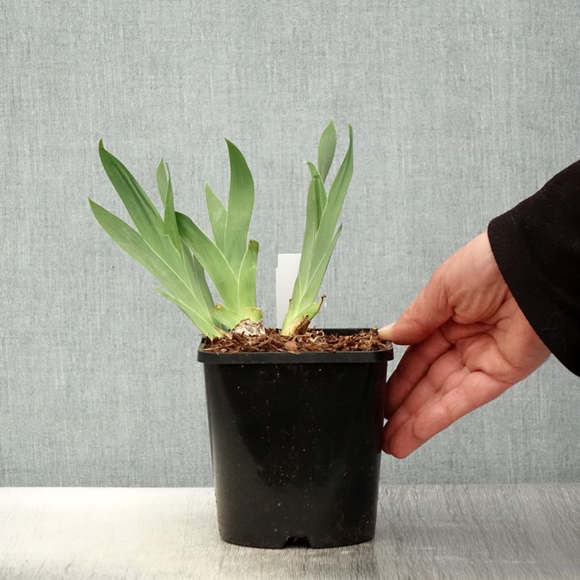 Amostra de Iris germanica Red Orchid Vaso de 1,5 L/2 L tal como entregue na primavera