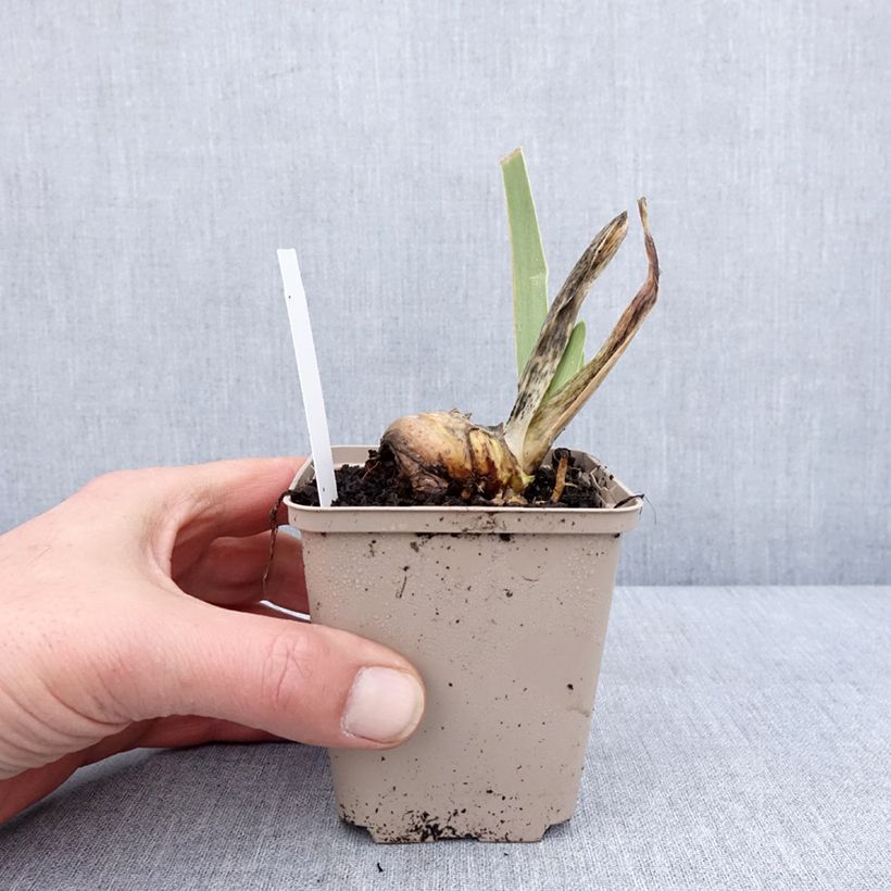 Amostra de Iris germanica Ring Around Rosie - Iris des Jardins Godet de 8/9 cm tal como entregue no inverno