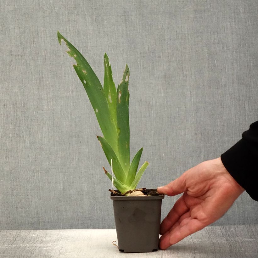 Amostra de Iris germanica Ring Around Rosie Vaso de 8/9 cm tal como entregue na primavera