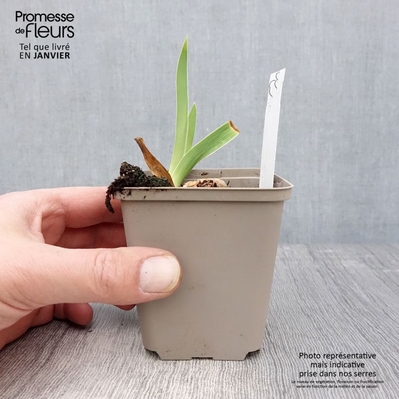 Amostra de Iris germanica Rio de Oro Vaso de 8/9 cm tal como entregue no inverno