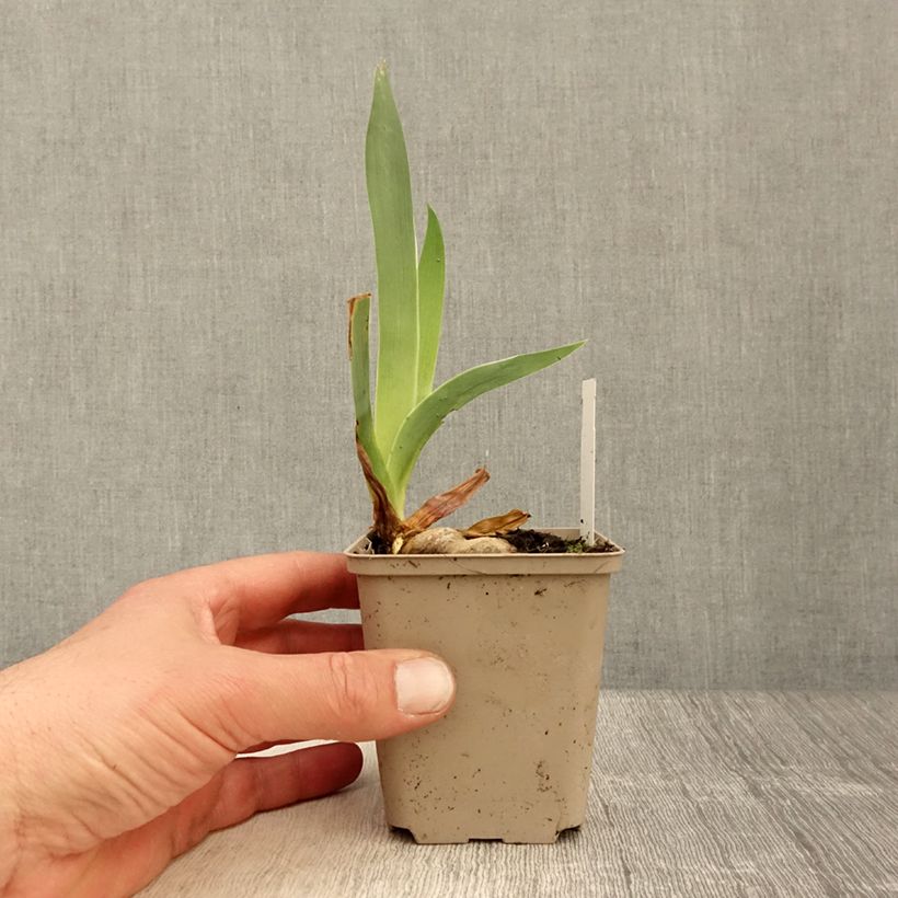 Amostra de Iris germanica Rio de Oro Vaso de 8/9 cm tal como entregue na primavera
