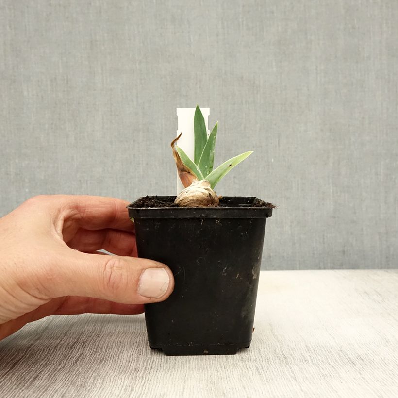 Amostra de Iris germanica Robe du soir Vaso de 8/9 cm tal como entregue no outono