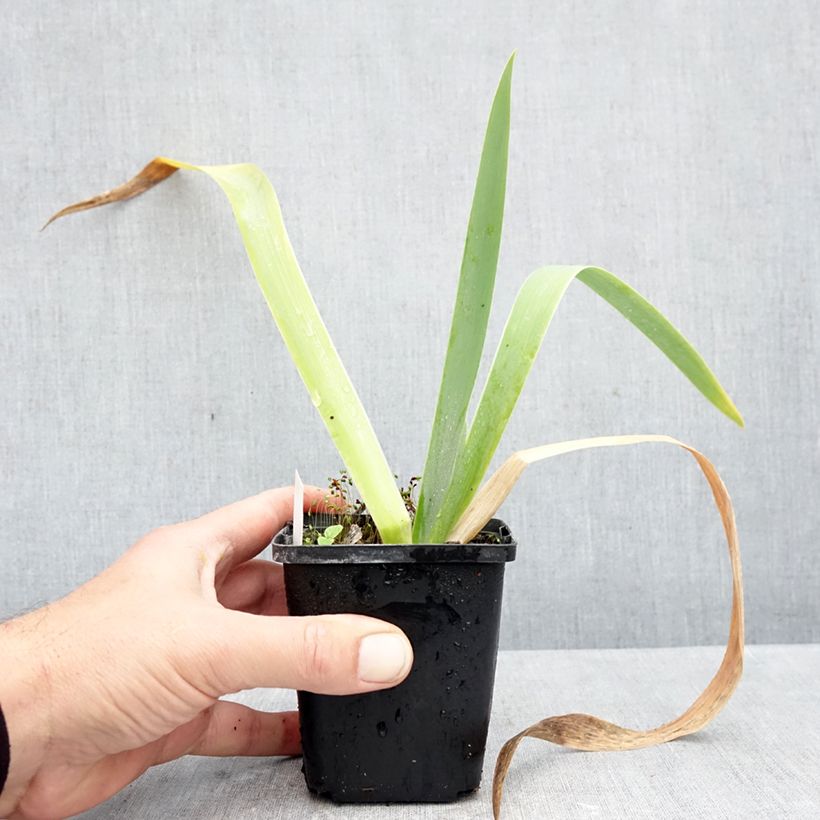 Amostra de Iris germanica Rose de Perse - Iris des Jardins Godet de 8/9 cm tal como entregue no outono