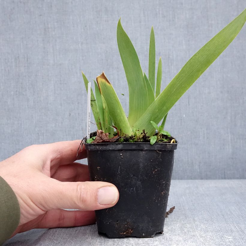 Amostra de Iris germanica Rose de Perse Vaso de 8/9 cm tal como entregue no inverno