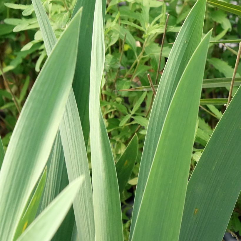 Iris germanica Rouge de Plaisir (Folhagem)