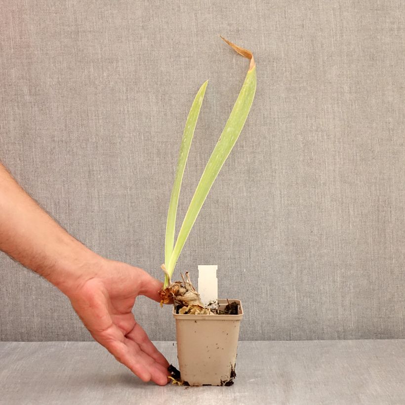 Amostra de Iris germanica Rouge de Plaisir Vaso de 8/9 cm tal como entregue no verão