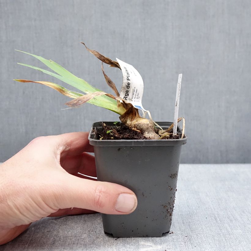 Amostra de Iris germanica Rouge de Plaisir - Iris des Jardins Vaso de 8/9 cm tal como entregue no inverno