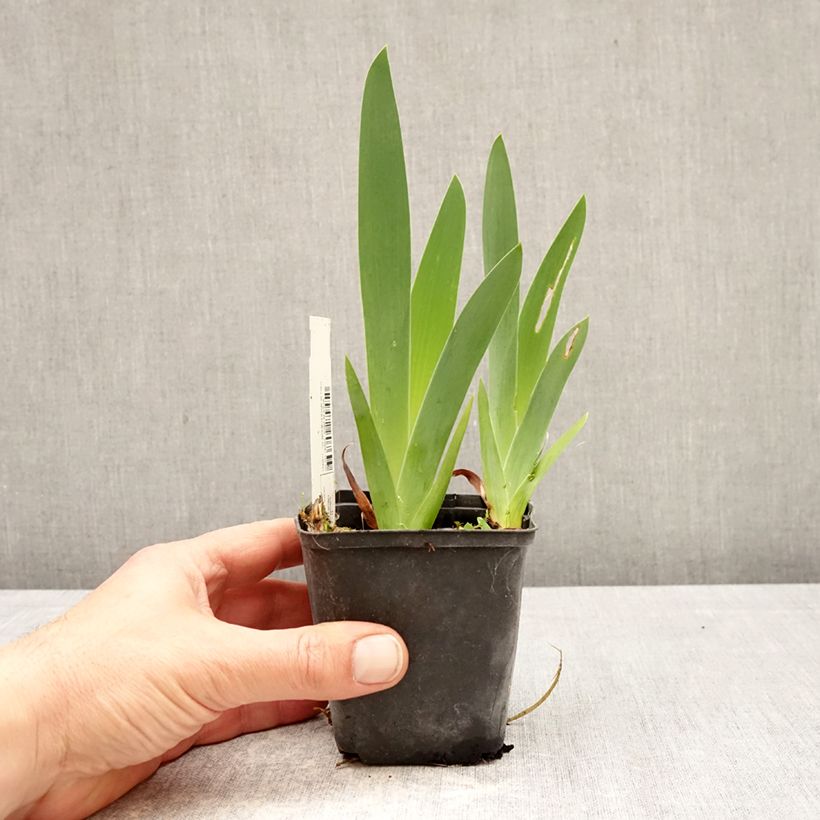 Amostra de Iris germanica Rouge de Plaisir Vaso de 8/9 cm tal como entregue na primavera
