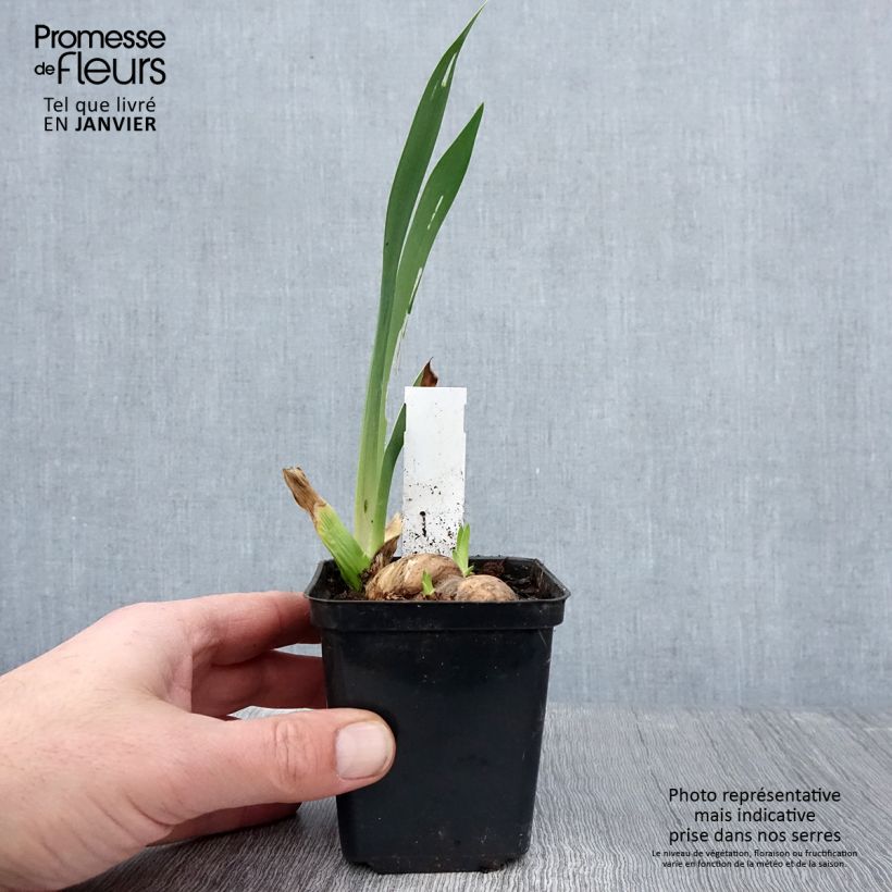 Amostra de Iris germanica Rouge de Plaisir - Iris des Jardins Rizoma, calibre 10/15, qualidade extra tal como entregue no inverno